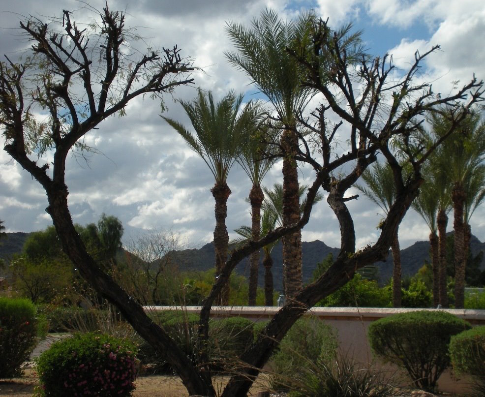 topped tree