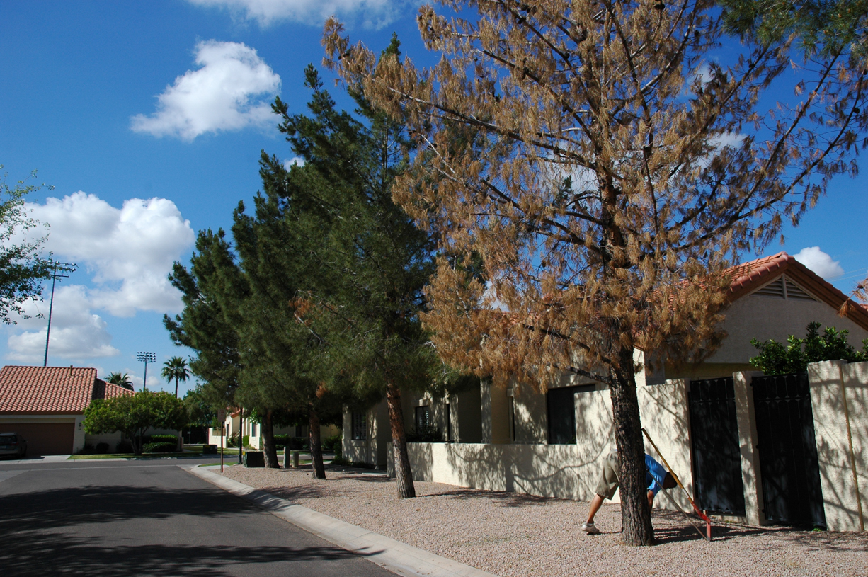 Pine trees declining due to insufficient irrigation after turf to granite conversion.