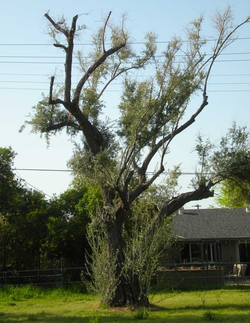 Older olive tree showing years of inconsistent watering and care.