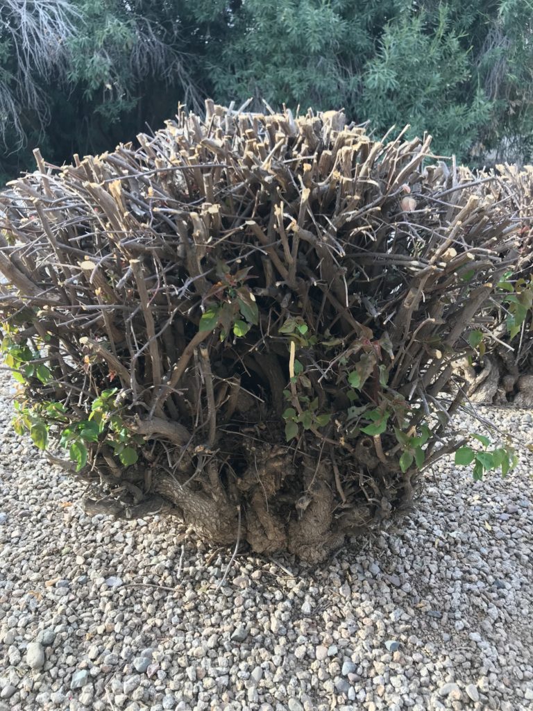 cut back frost-damaged bougainvillea 