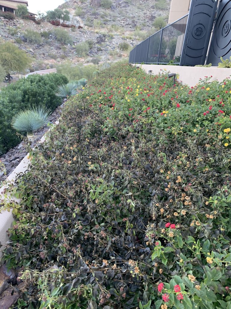 frost-damaged Lantana plants